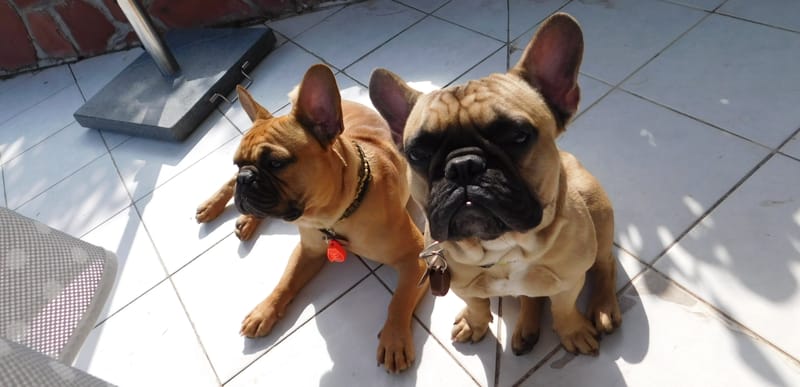 Malloyal és Baluval