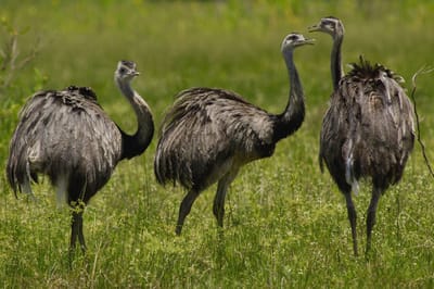 Species vary globally