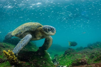 Species vary locally