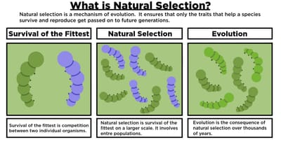 Natural Selection  image