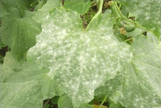 FUNGICIDES