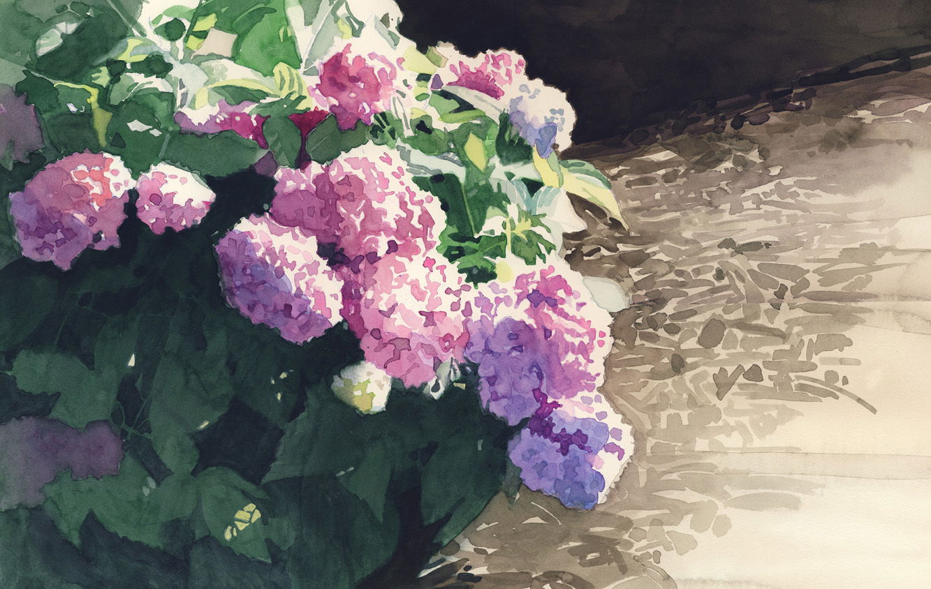 Hydrangeas