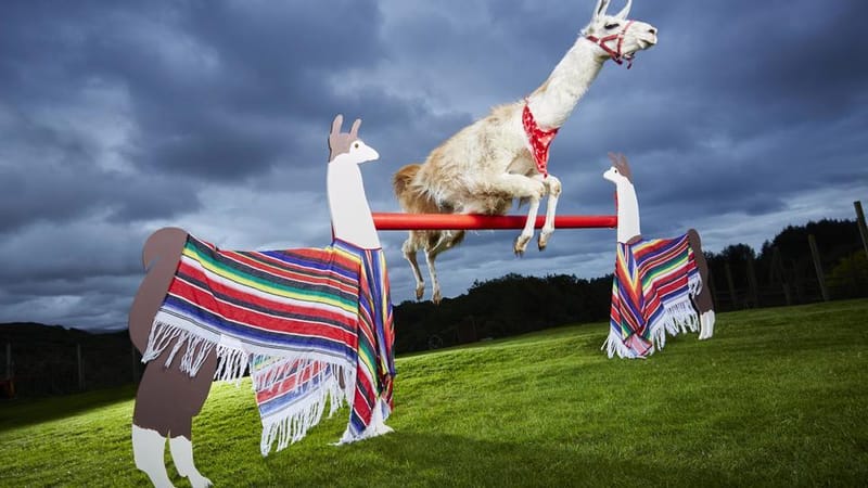 Lamas sauteur !!