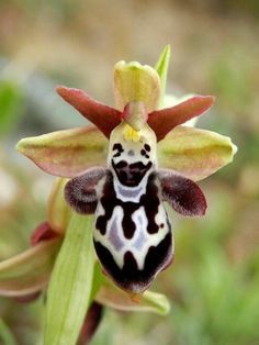 Une drôle d'orchidée !