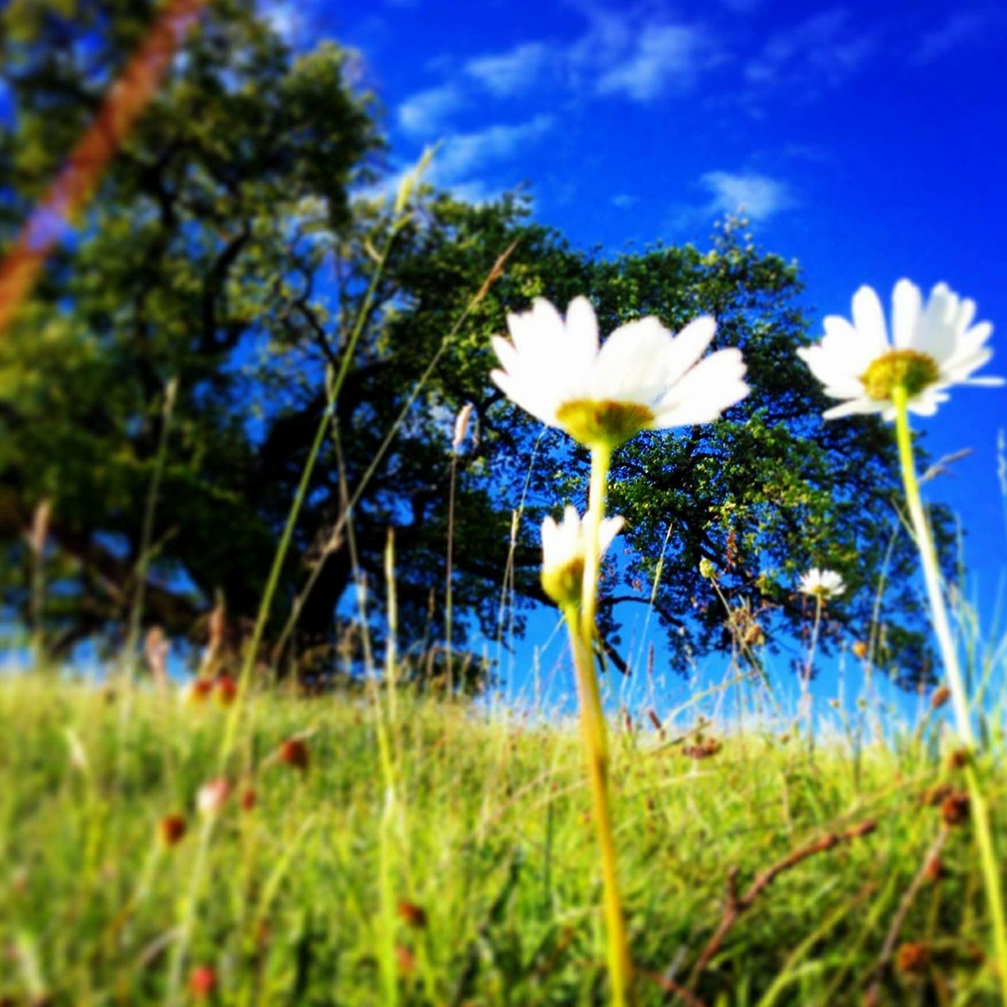 Auprès de mon arbre #9