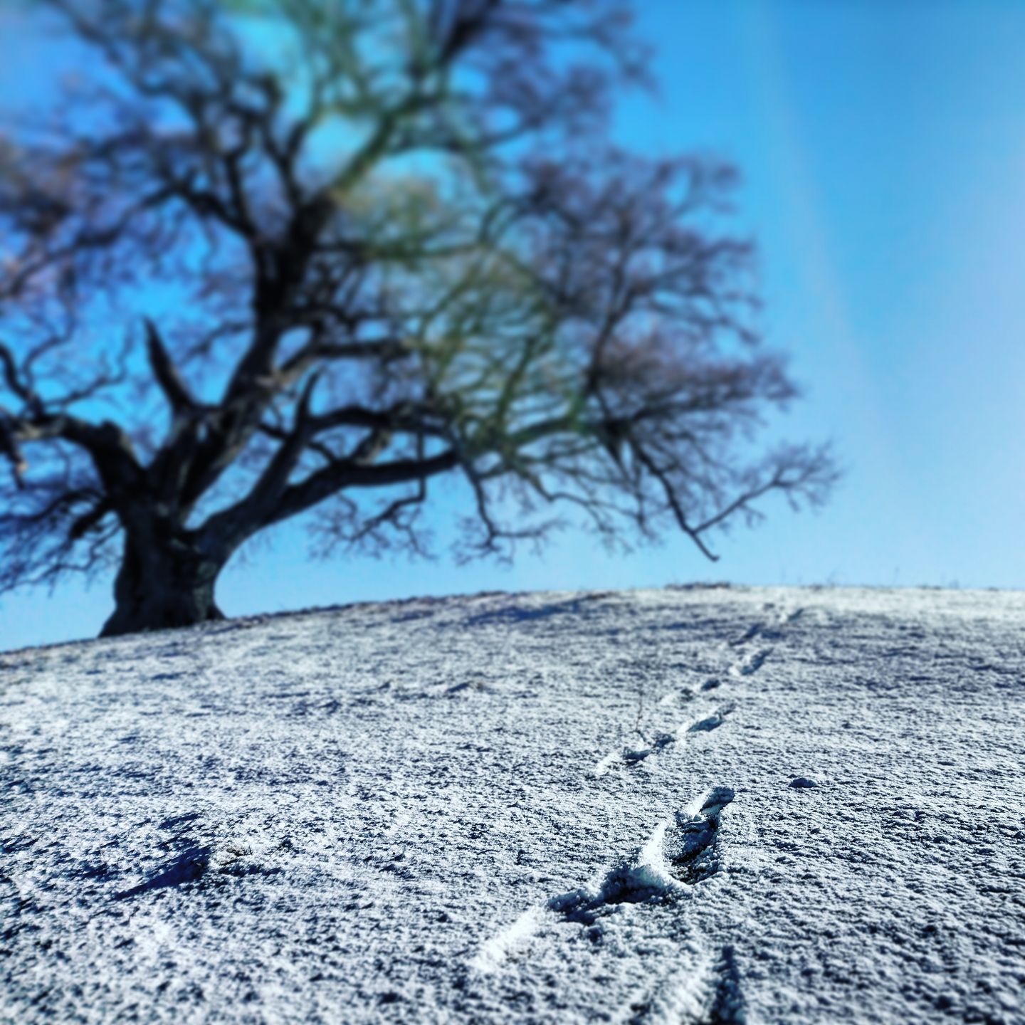 Auprès de mon arbre #11