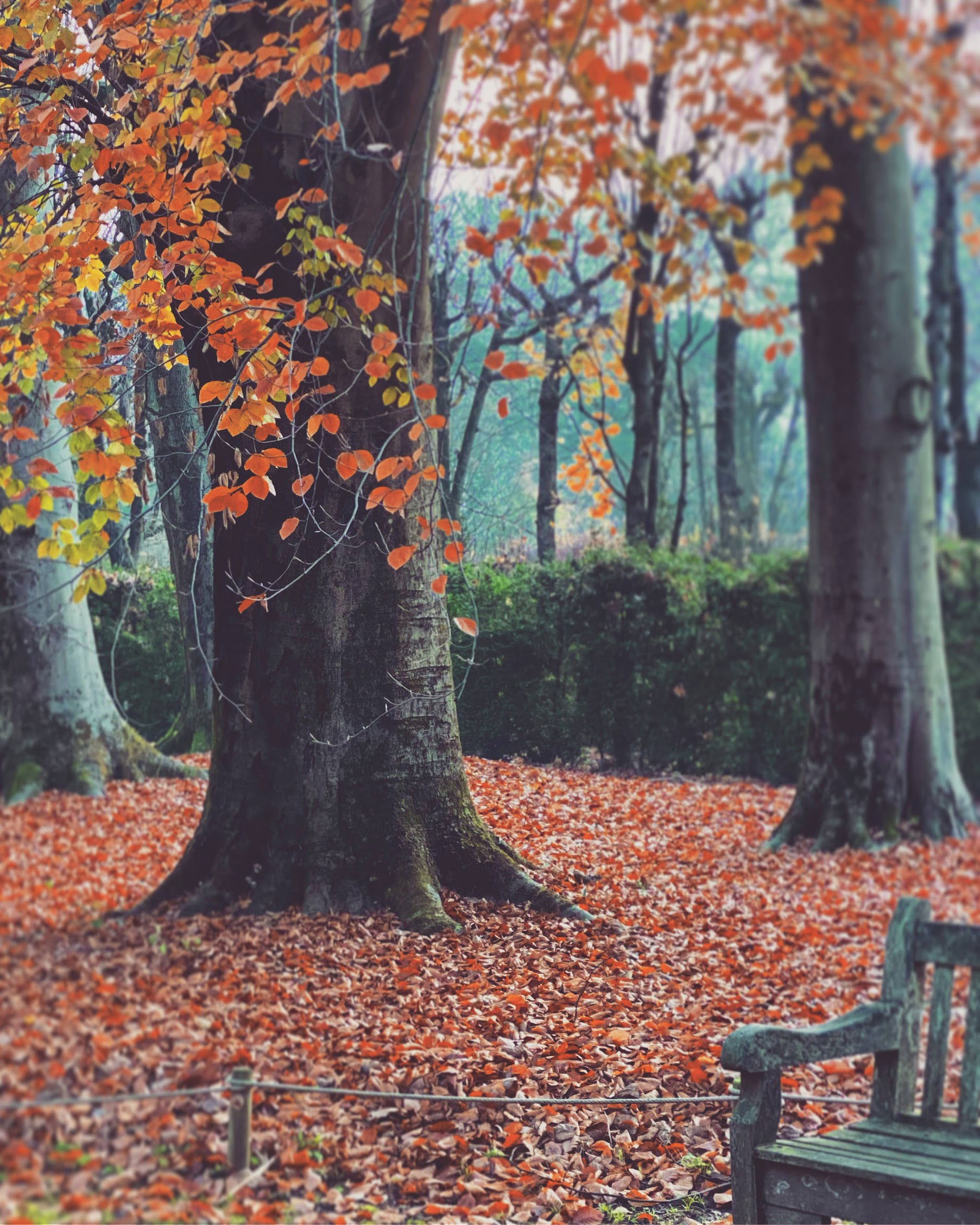 Détail d'ambiance. Parc du musée, Jardin Remarquable