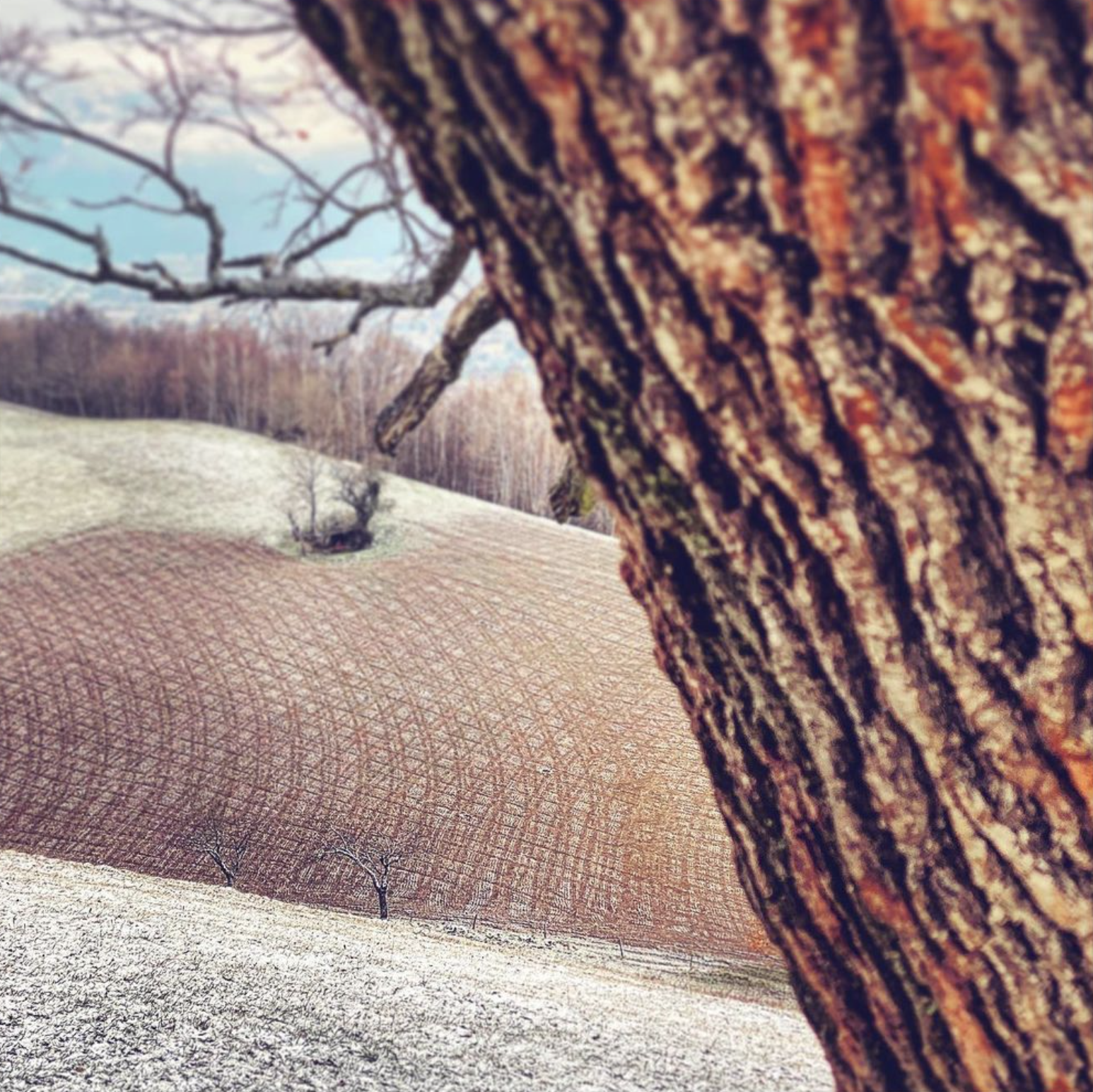 Auprès de mon arbre #17