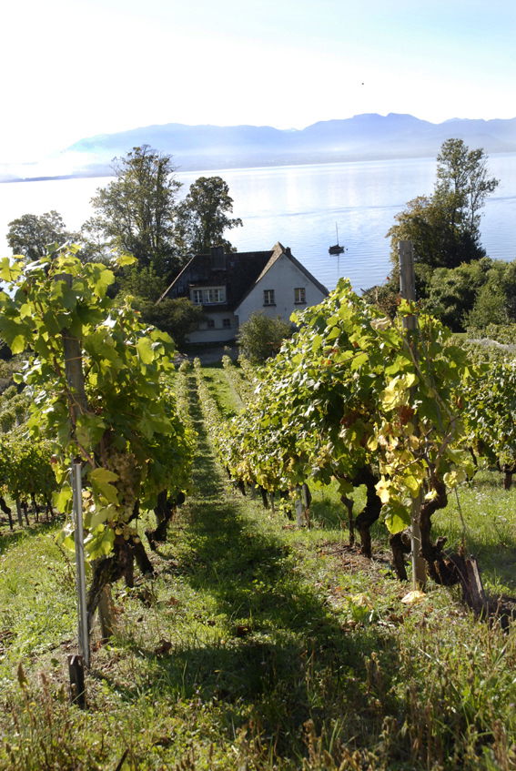 BLICK ZUM GENFER SEE