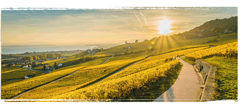 Blick aus der Lage Aubonne zum Seeufer