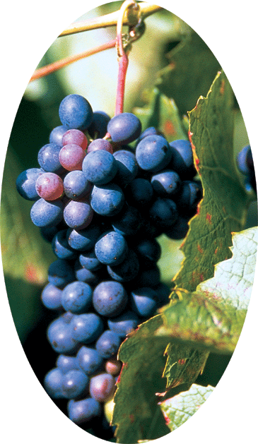 Rotwein