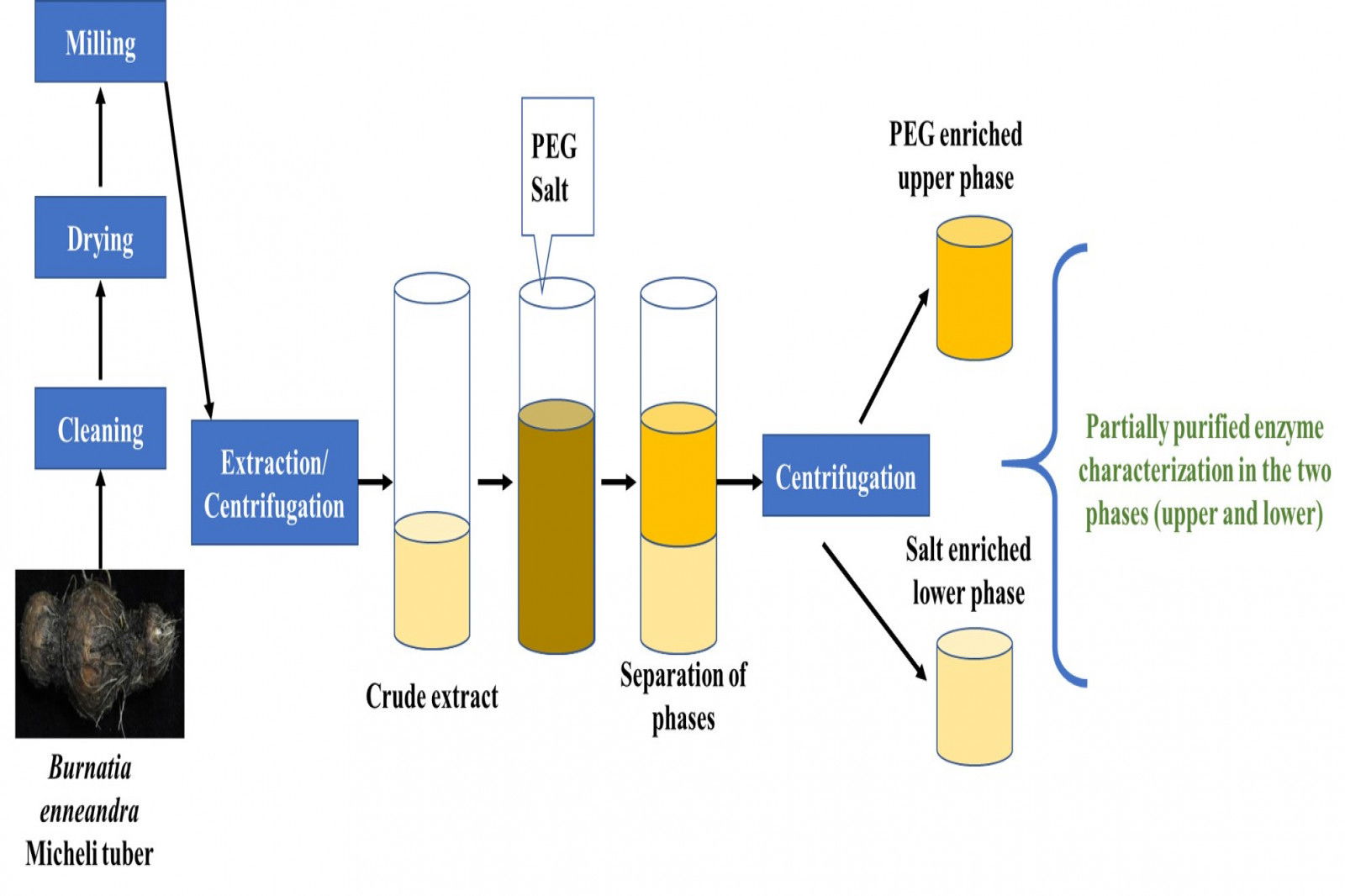 Use of Aqueous Two-Phase System for Partial Purification and Characterization of α-Amylase from Burnatia enneandra Micheli (2019)