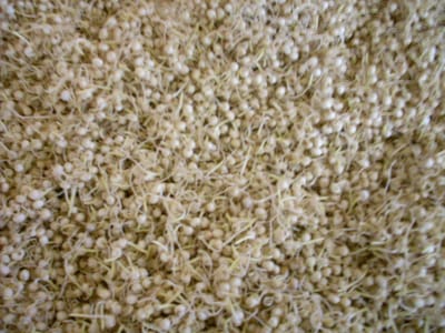 Modeling the action of technical mashing enzymes on extracts and free-amino nitrogen yields of the Madjeru sorghum cultivar (2011)