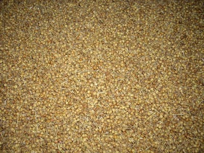The response surface methodology as a reliable tool for evaluating the need of commercial mashing enzymes for alleviating the levels of reducing sugars of worts of malted sorghum: Case of the Safrari cultivar (2011)