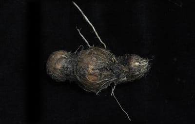 Partial purification of α-amylase from Burnatia enneandra Micheli. Part 1: Extraction using statistical model (2015)