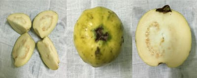 Pectinase hydrolysis of guava pulp: effect on the physicochemical characteristics of its juice (2021)