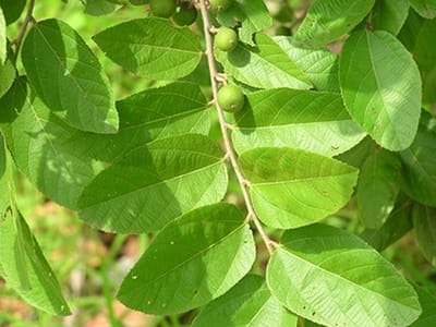 Grewia mollis bark powder impact on the clarification of Mbayeri sorghum wort (2022)