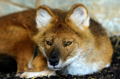 Endangered Species Act for dholes image