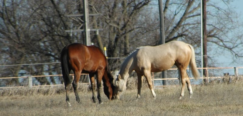 AQHA