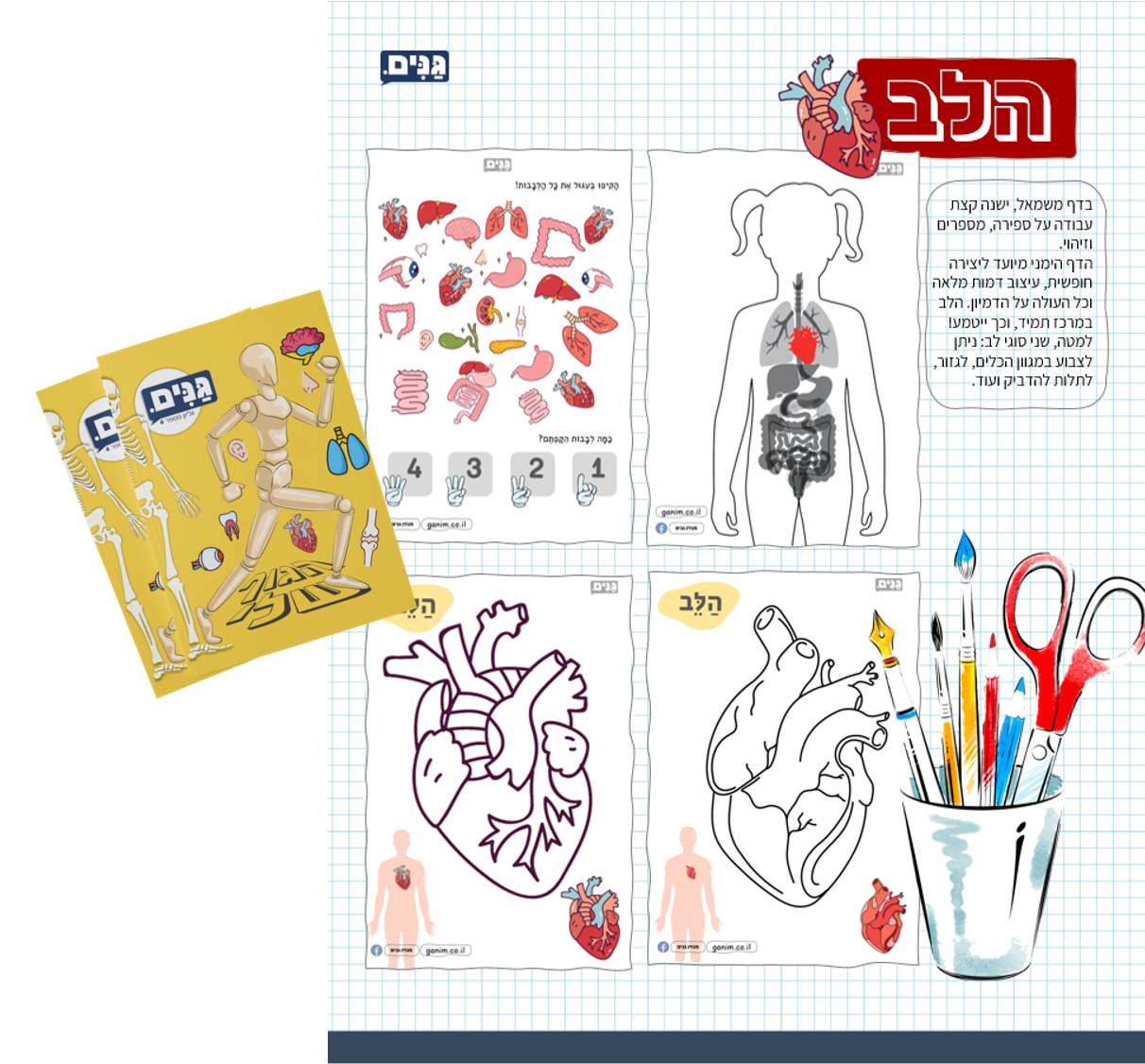 גליון הגוף הפנימי