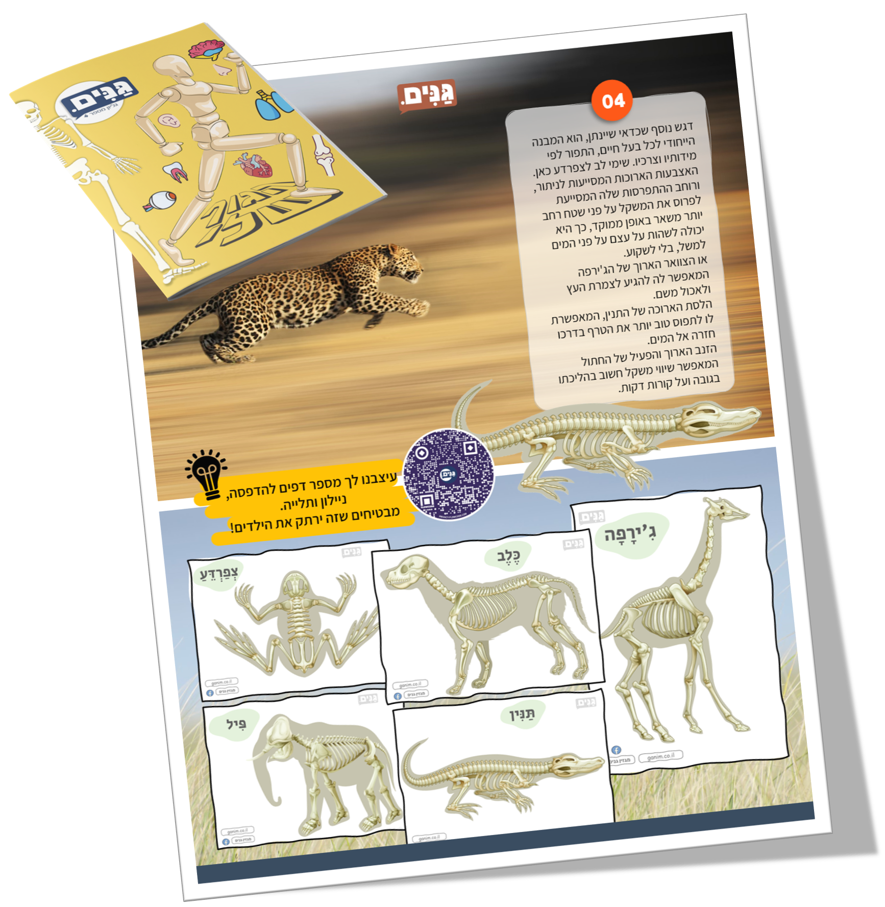 גליון הגוף הפנימי