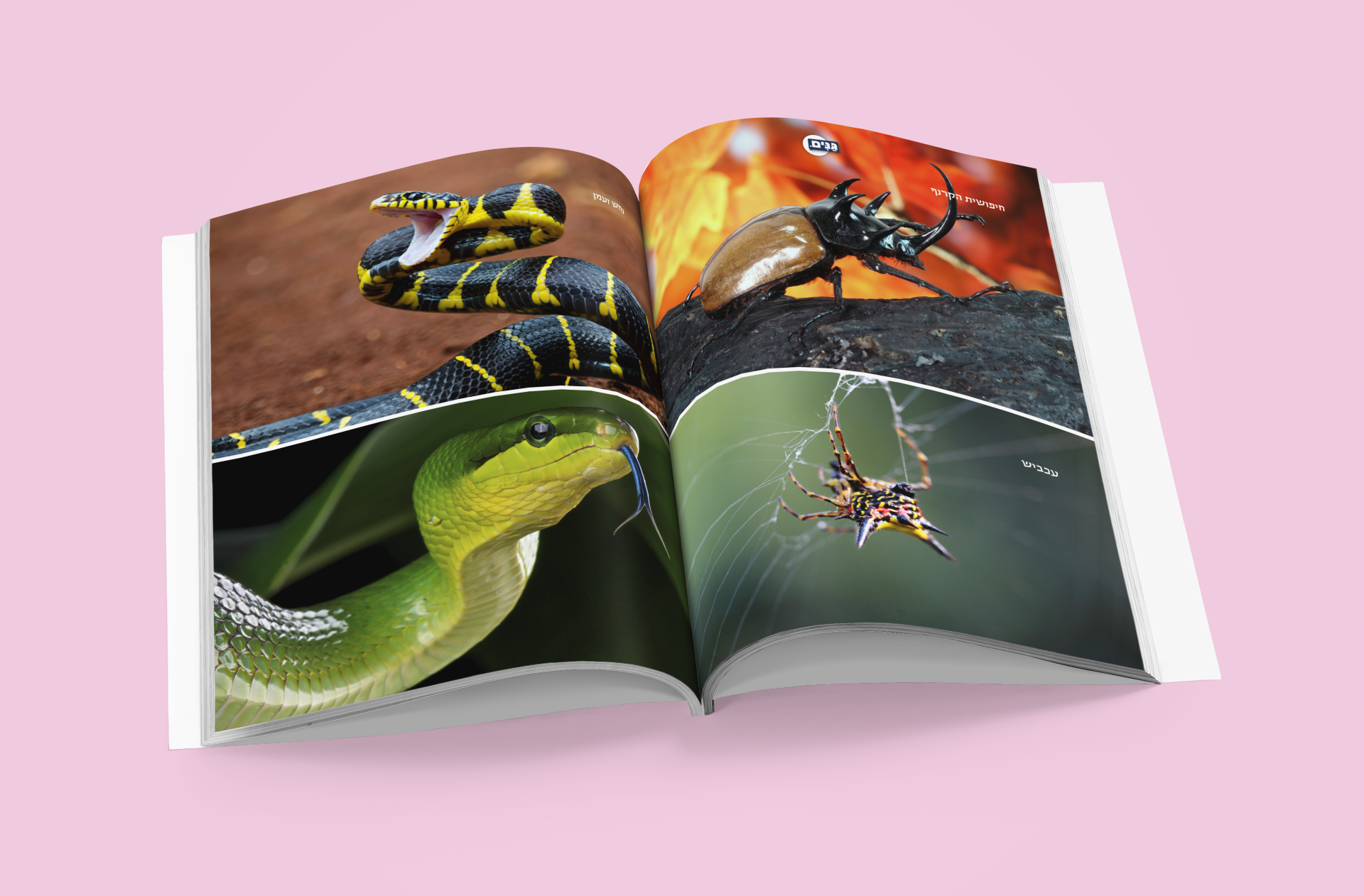 גליון בעלי חיים- לילדים