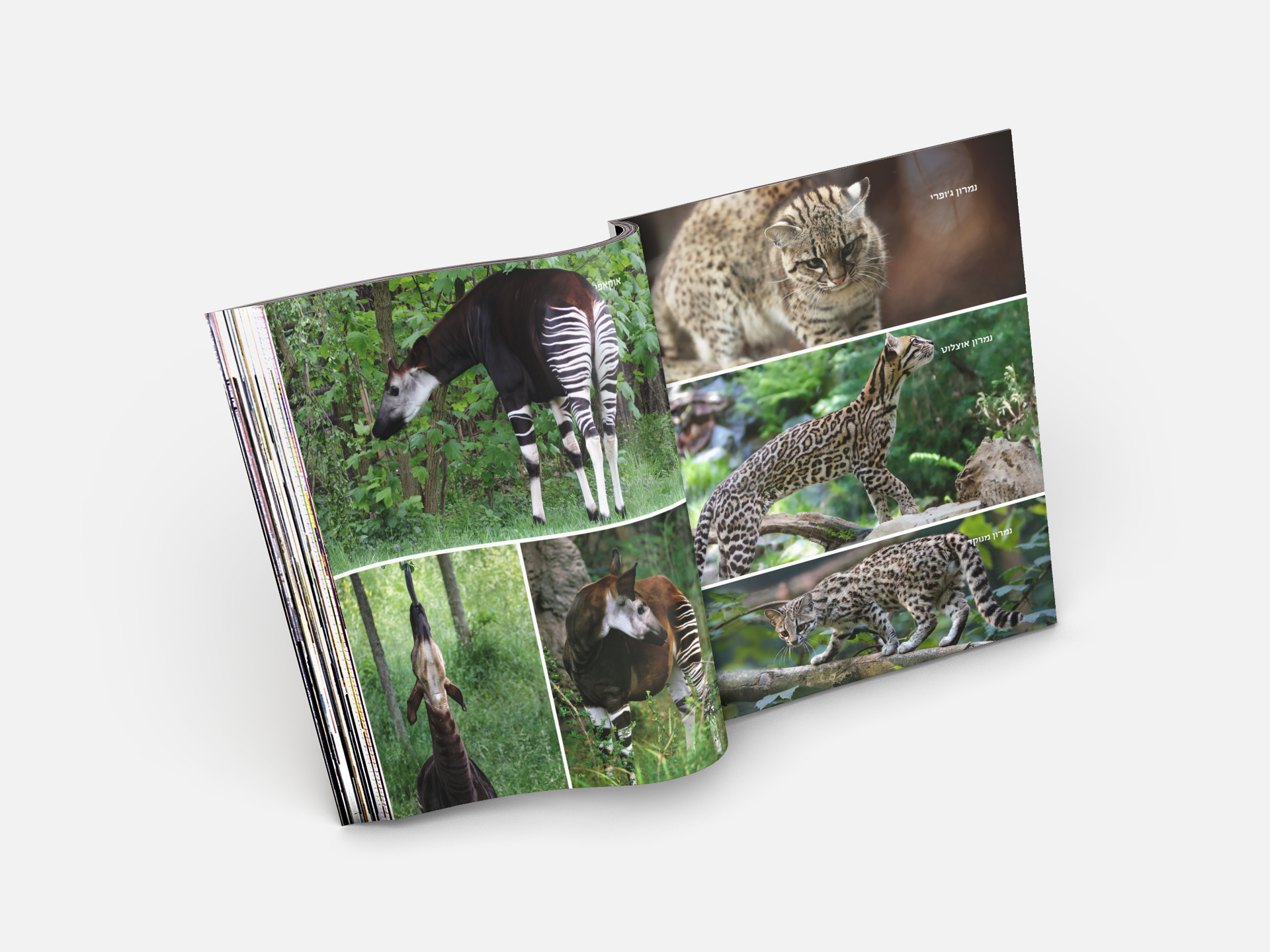 גליון בעלי חיים- לילדים