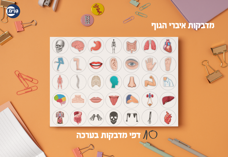 מה כוללת הערכה לגן בנושא הגוף שלי?