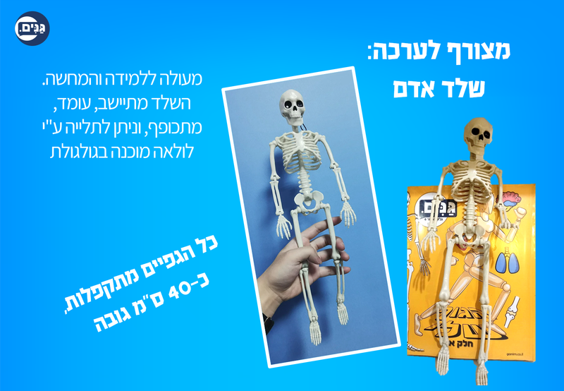 מה כוללת הערכה לגן בנושא הגוף שלי?