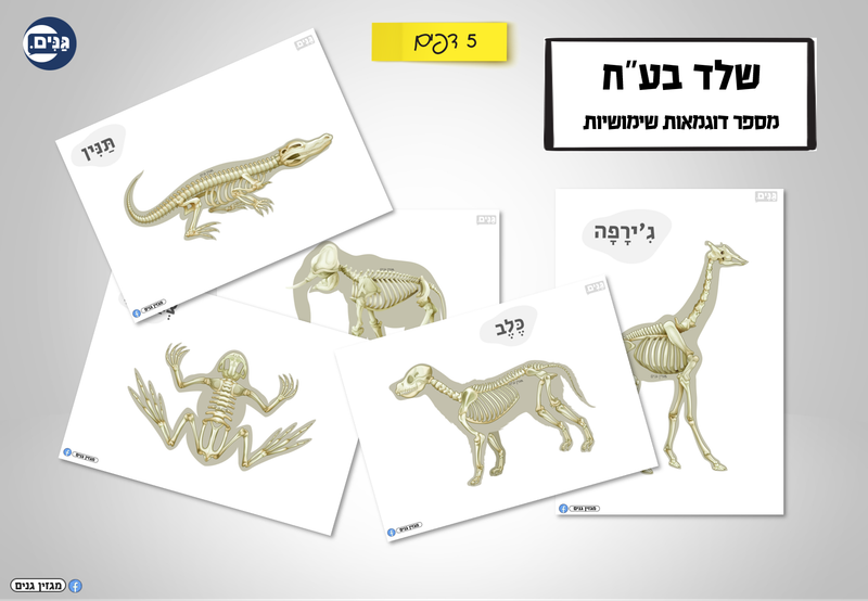 מה כוללת הערכה לגן בנושא הגוף שלי?