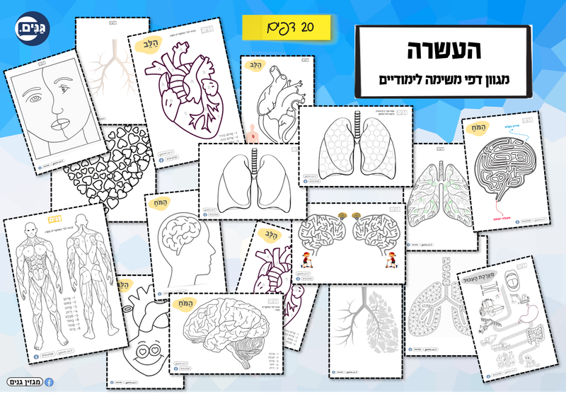 מה כוללת הערכה לגן בנושא הגוף שלי?