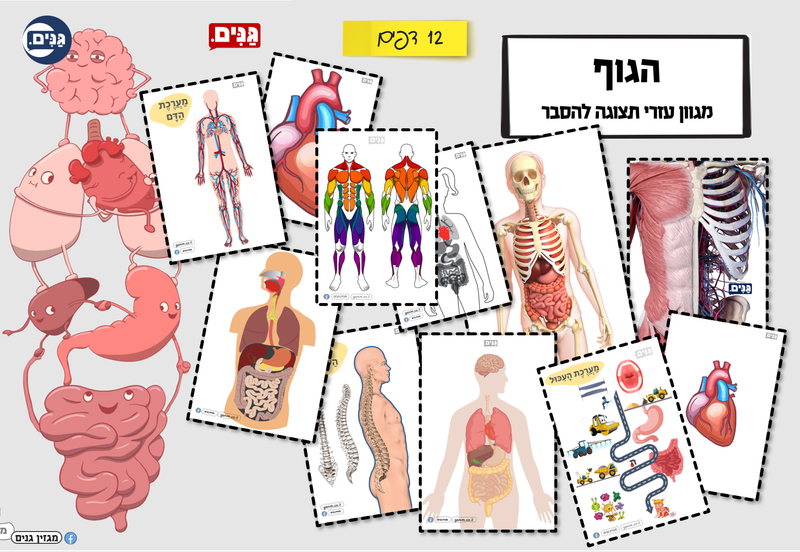 מה כוללת הערכה לגן בנושא הגוף שלי?