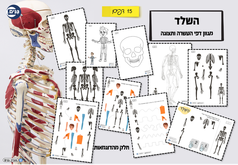 מה כוללת הערכה לגן בנושא הגוף שלי?