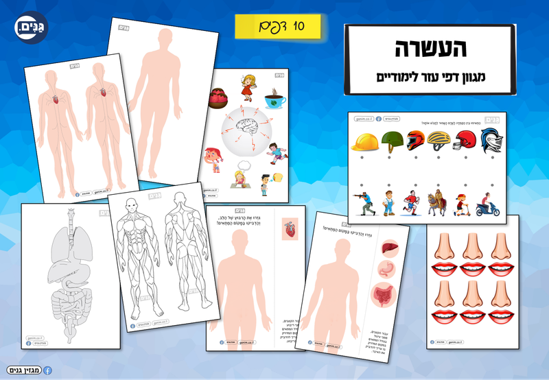 מה כוללת הערכה לגן בנושא הגוף שלי?