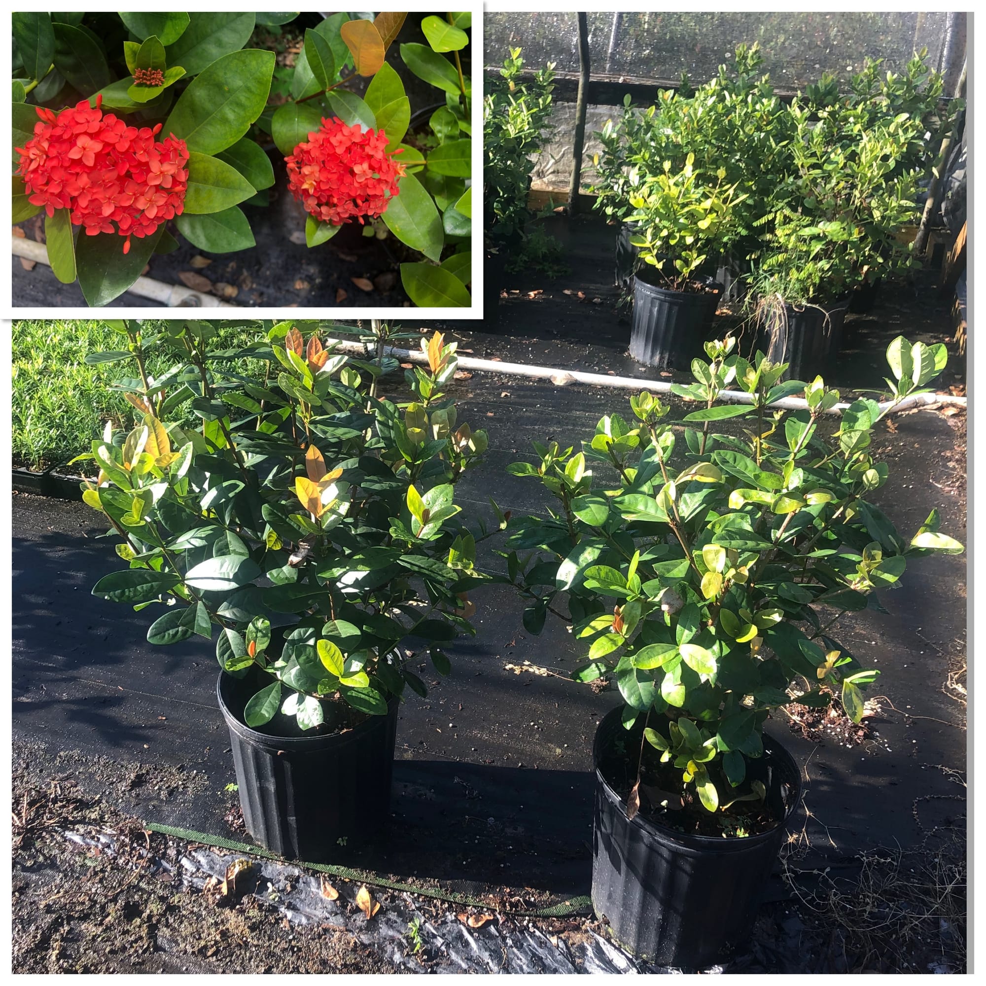 Maui RED Ixora