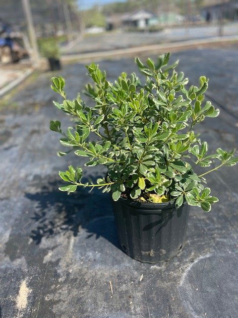 Variegated Pittosporum