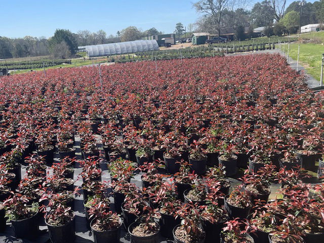 Red Tip Photinia 3 Gal.