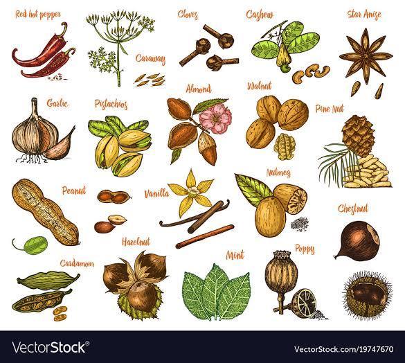 List of important Medicinal Aromatic, Spices and Condiment plants