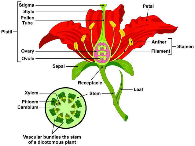Study of different Parts of Flower