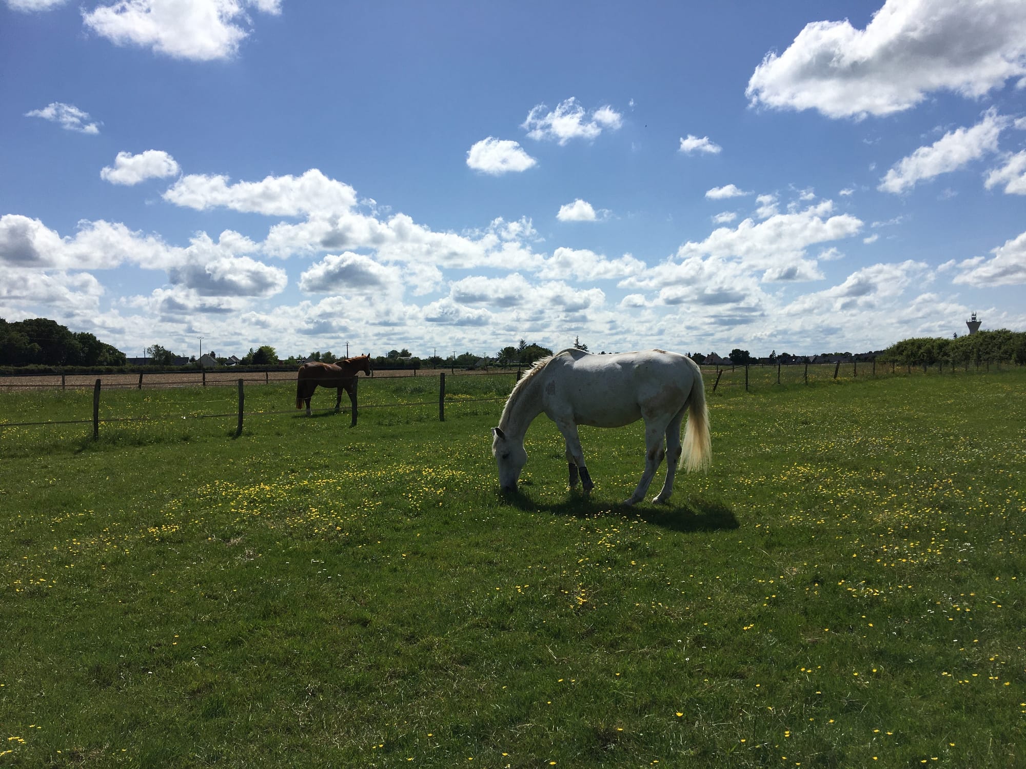 Les prairies