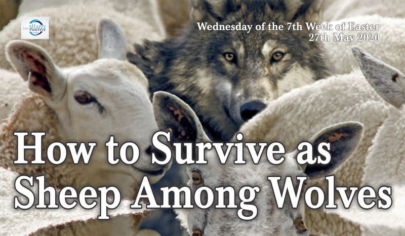 How to Survive as Sheep among Wolves