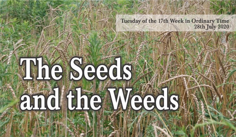 The Seeds and the Weeds.