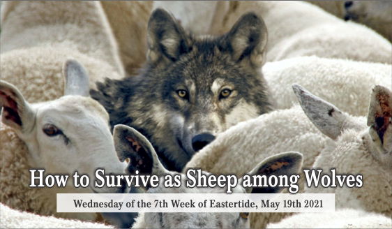 How To Survive As Sheep Among Wolves