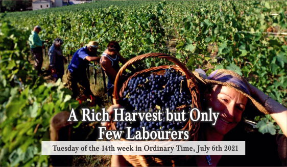 A Rich Harvest but Only Few Labourers