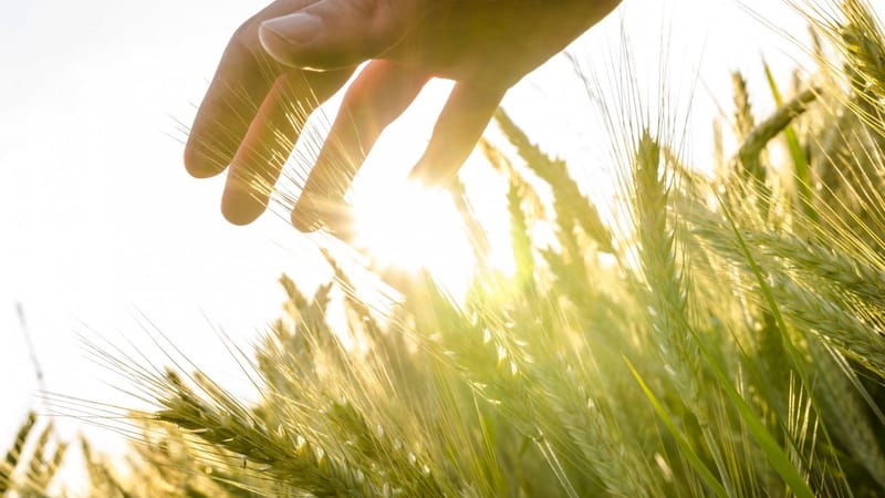 Oh, that You had Listened to God’s Commandments