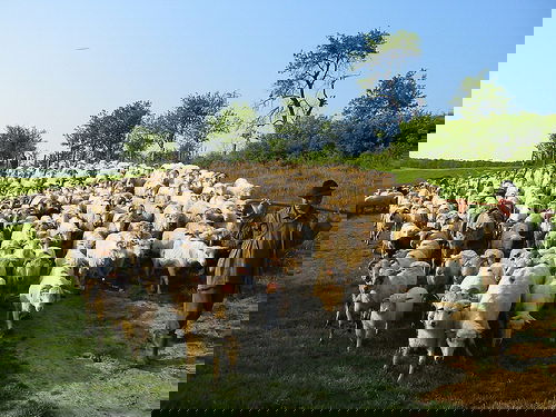 Wherever Suffering Exists, My Face is There