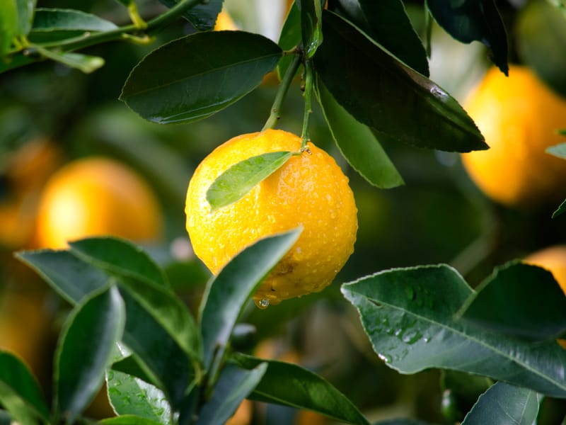 By Their Fruits, You Shall Know Them