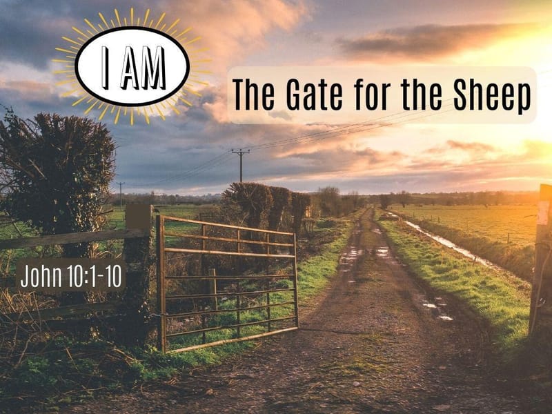 The Good Shepherd Gives Life To The Sheep