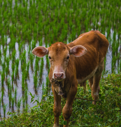 פרשת שופטים