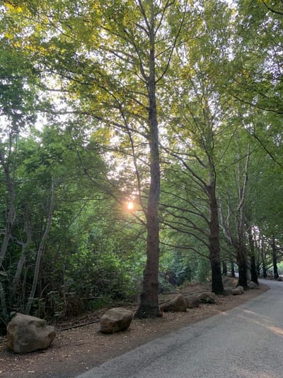 למה ? ואם ... יולי 1960